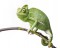 chameleon-branch.jpg